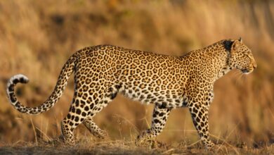 leopard africa safari