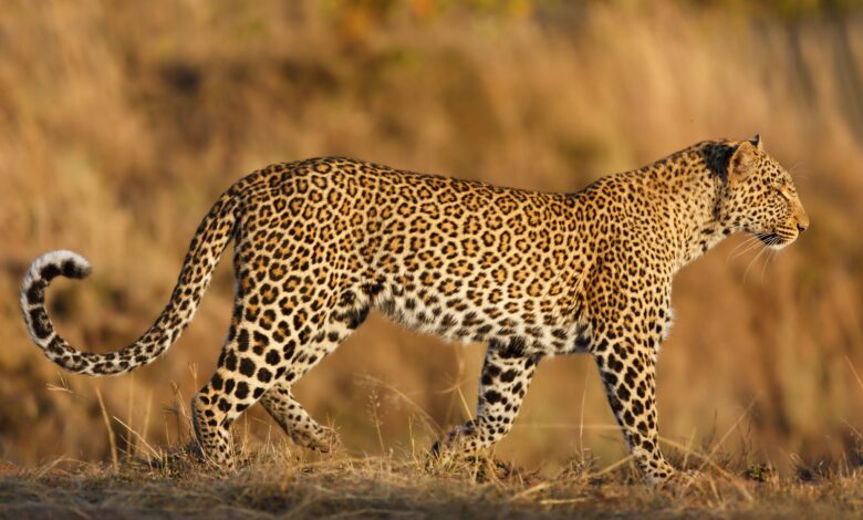 leopard africa safari