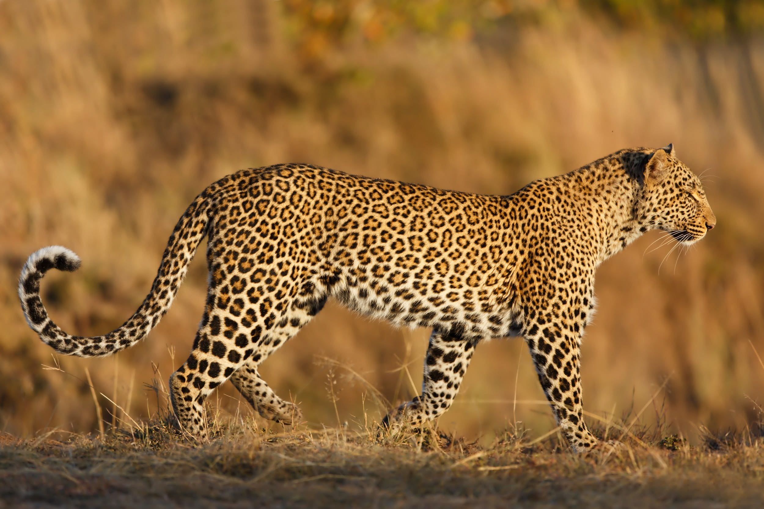 leopard africa safari